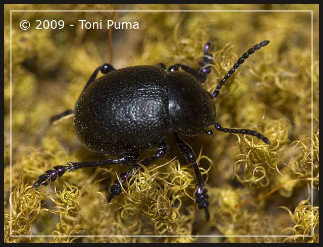 Crisomelide: Timarcha sicelidis